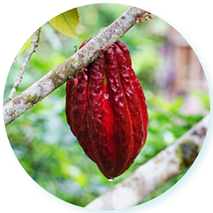 Cacao